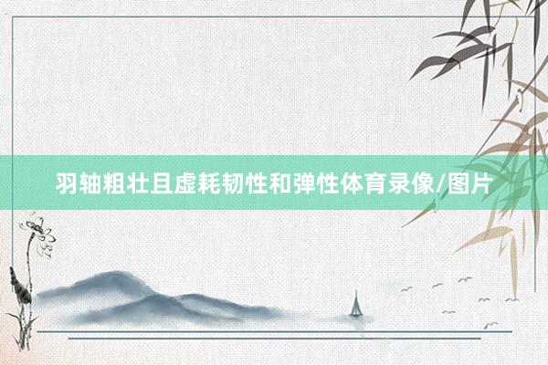 羽轴粗壮且虚耗韧性和弹性体育录像/图片